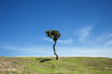 Lonely Tree