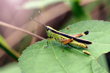 Locusts are scarab dwelling in the jungle.