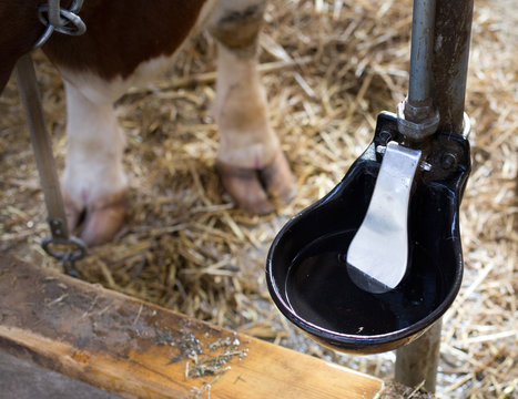 Automatic water bowl for cattle