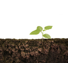 green plant growing seedling