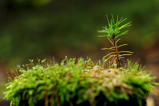 Young pine tree growing on stump in forest