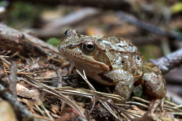 Rana arvalis - moor frog in summer forest