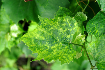 Viral disease / viral infection / pathogenic viruses on grapevine leaf - obrazy, fototapety, plakaty