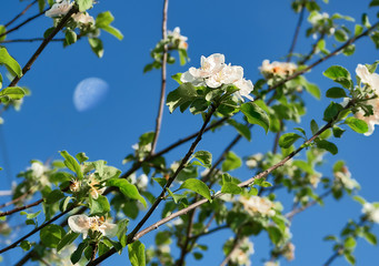 Flowering cherry against the sky