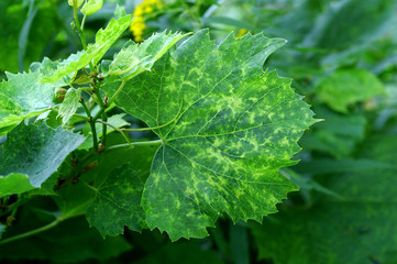 Viral disease / viral infection / pathogenic viruses on grapevine leaf