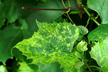Viral disease / viral infection / pathogenic viruses on grapevine leaf - obrazy, fototapety, plakaty