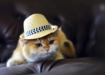 Cat handsome hat isolated