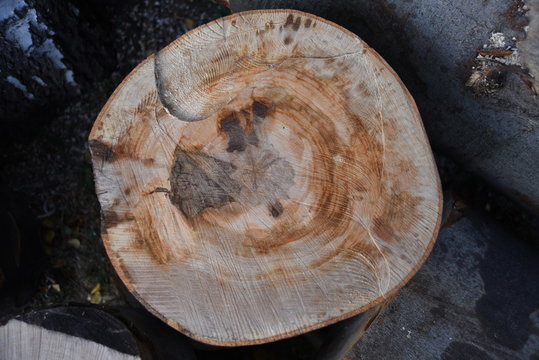 bark and cut logs