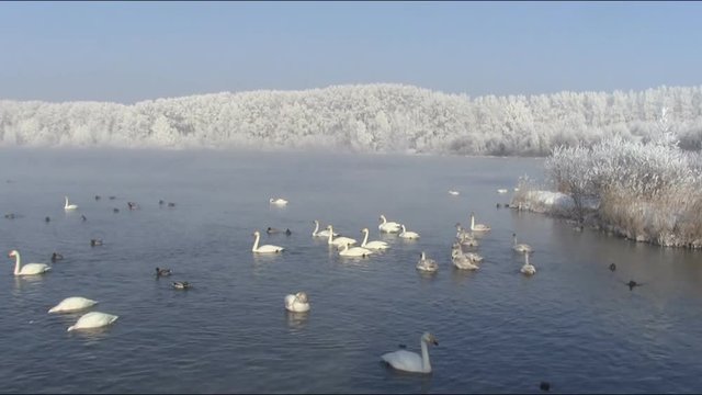 Swans swimming in the lake in the spring, Altai, Russia
