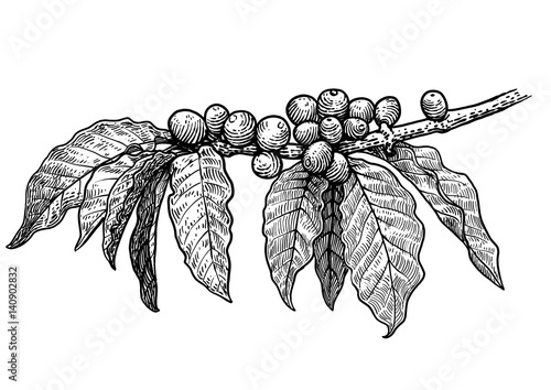 Coffee Plant Illustration Drawing Engraving Ink Line Art Vector