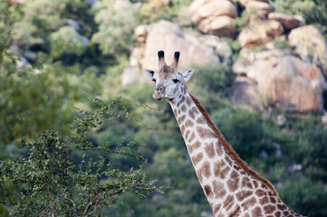 Marloth Park Game Reserve South Africa