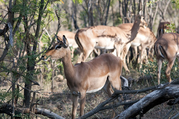 Marloth Park Game Reserve South Africa