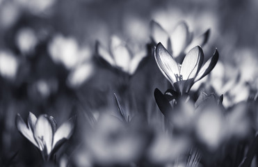 Krokusse - Schwarz Weiss