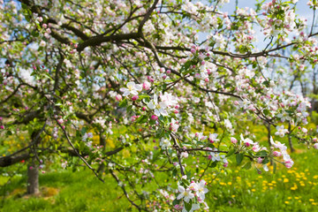 Fototapeta na wymiar a blooming apple trees in spring