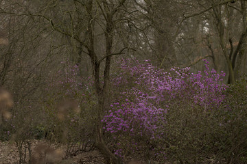 Frühling - Rosa Azaleen