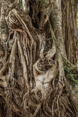 Banyan tree trunk and roots