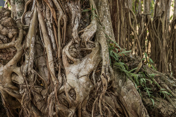 Banyan tree trunk and roots