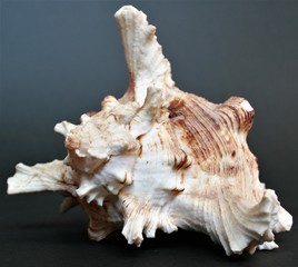 seashell