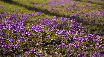 Obraz premium Lila Krokusse (Crocus) - Licht durchflutet 