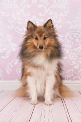Pretty sitting shetland sheepdog looking at the camera in a pink living room