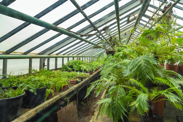 Interior of old tropic greenhouse