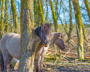 Wild horses in a forest in spring