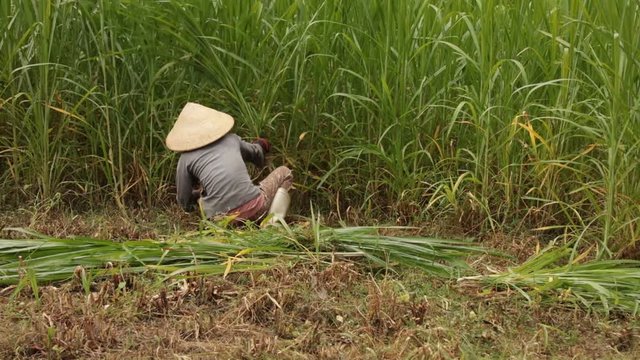 Plantation farmer cutting down sugar cain crops in central Vietnam, wearing a traditional conical hat.