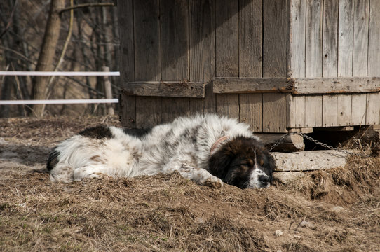 Tied with iron chain mountain shepherd guardian dog resting in rural village garden by wooden doghouse