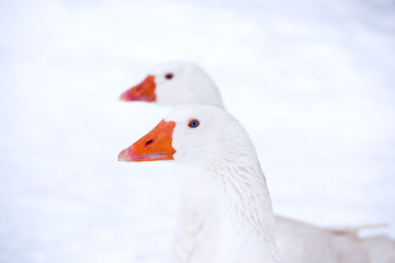 Two white geese on a snow field