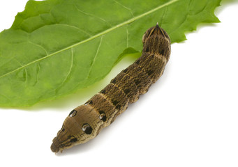 Elephant hawkeye moth caterpillar