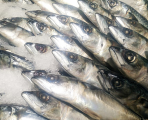 Fresh saba fish frozen on ice, sold in market