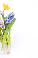 Spring flowers - hyacinth and narcissus on white background