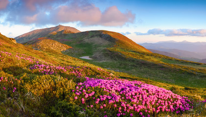 Fototapeta na wymiar Many nice pink rhododendrons on the mountains.