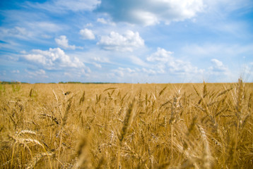 Field sown with wheat