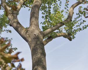 Trunk of oak in early autumn
