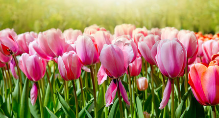 Pink tulips background.