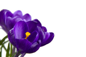 isolated purple flower Crocus in the pot leaves are green leaves wooden background
