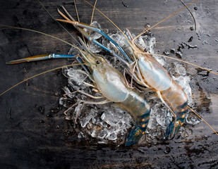 Giant river prawn on ice © showcake