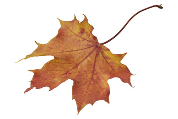 Autumn maple leaf on a white background without shadows
