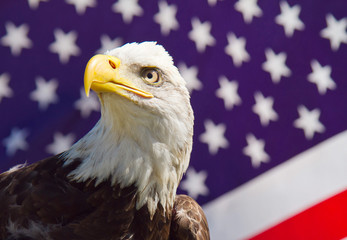 A portrait of an american bald eagle with the u.s. flag in the background