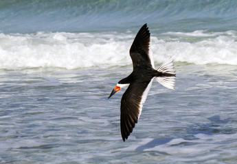 A black skimmer flying over the water at St. Pete Beach, Florida