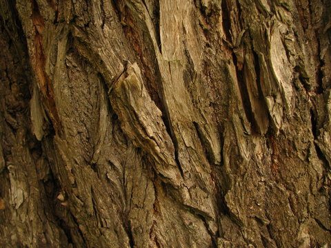 old willow tree bark closeup
