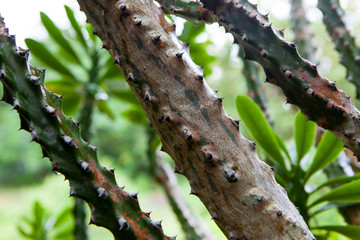 The spines on the barrel cactus closeup