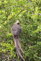 Braunflügel-Mausvogel (Colius striatus) in einem Busch im Amakhala Game Reserve, Eastern Cape, Südafrika.