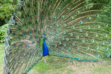 Male Peacock Displays Bright Feathers