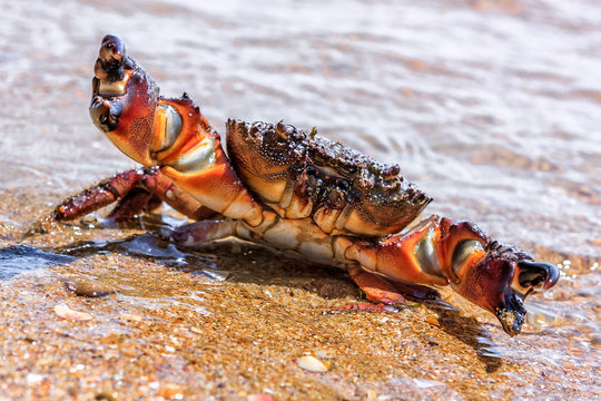 Wild sea crab with threatening claws in defending pose on sandy beach by water at summer. Close up view