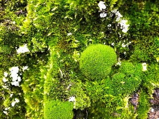 Stone with moss.