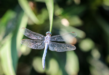 Südliche Blaupfeil - Orthetrum brunneum, Natur, Libellen