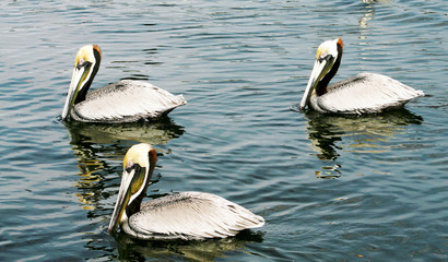 A trio of brown pelicans floating on the water at Ft. Desoto State park near St. Petersburg, Florida