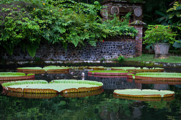 Fototapeta na wymiar Large Lotus lilies in the pond